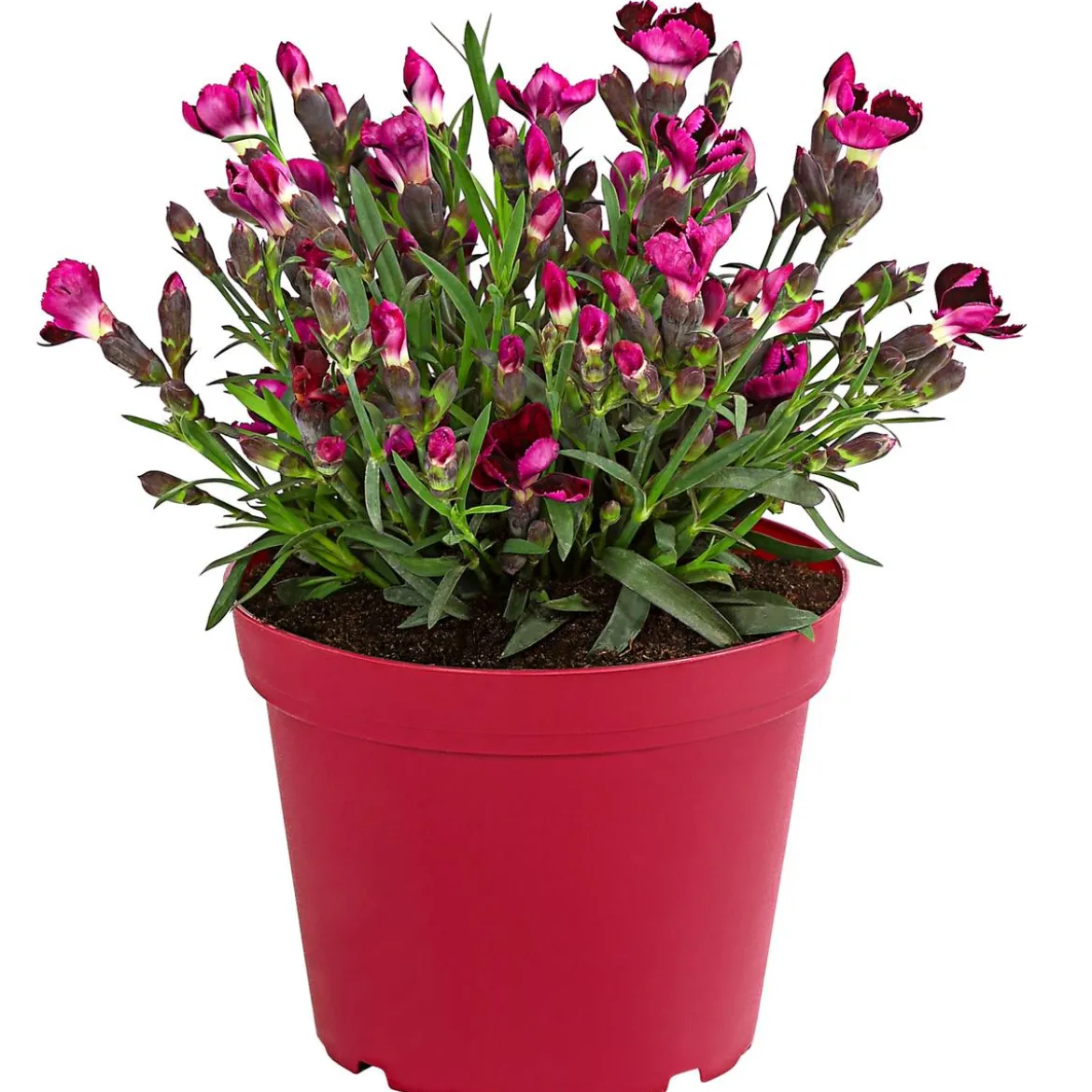 Garten-Nelke 'Pental'