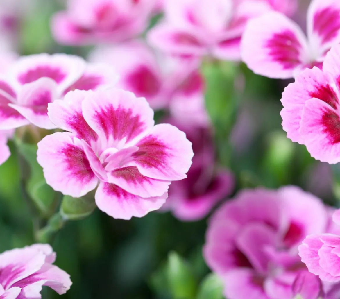 Garten-Nelke 'Pink Kisses®'