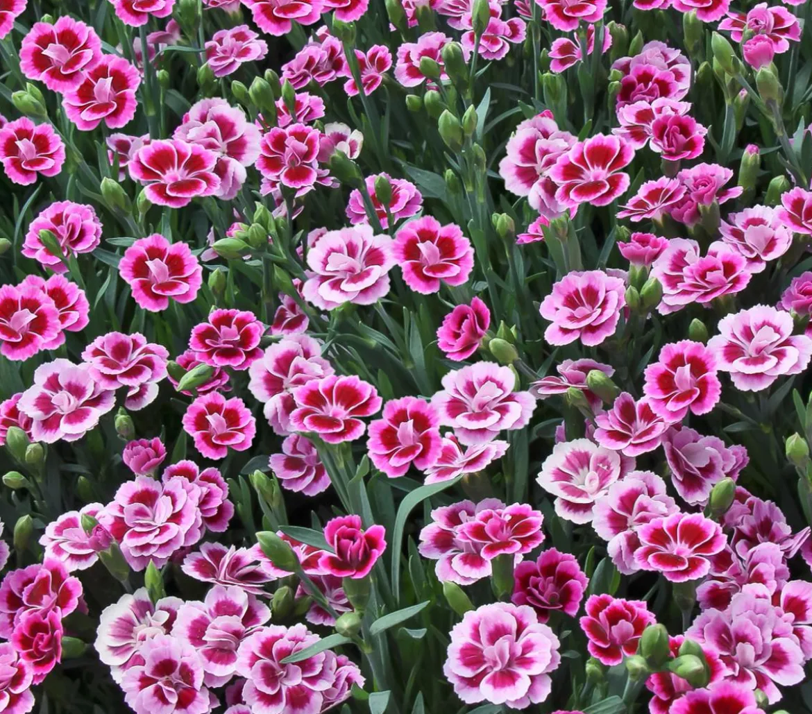 Garten-Nelke 'Pink Kisses®'
