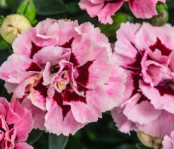 Garten-Nelke, verschiedene Farben