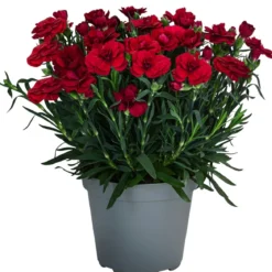 Garten-Nelke, verschiedene Farben
