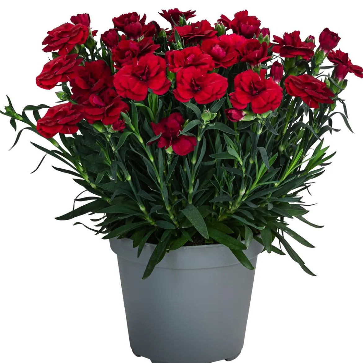 Garten-Nelke, verschiedene Farben