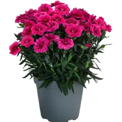 Garten-Nelke, verschiedene Farben