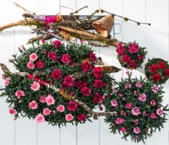 Garten-Nelke, verschiedene Farben