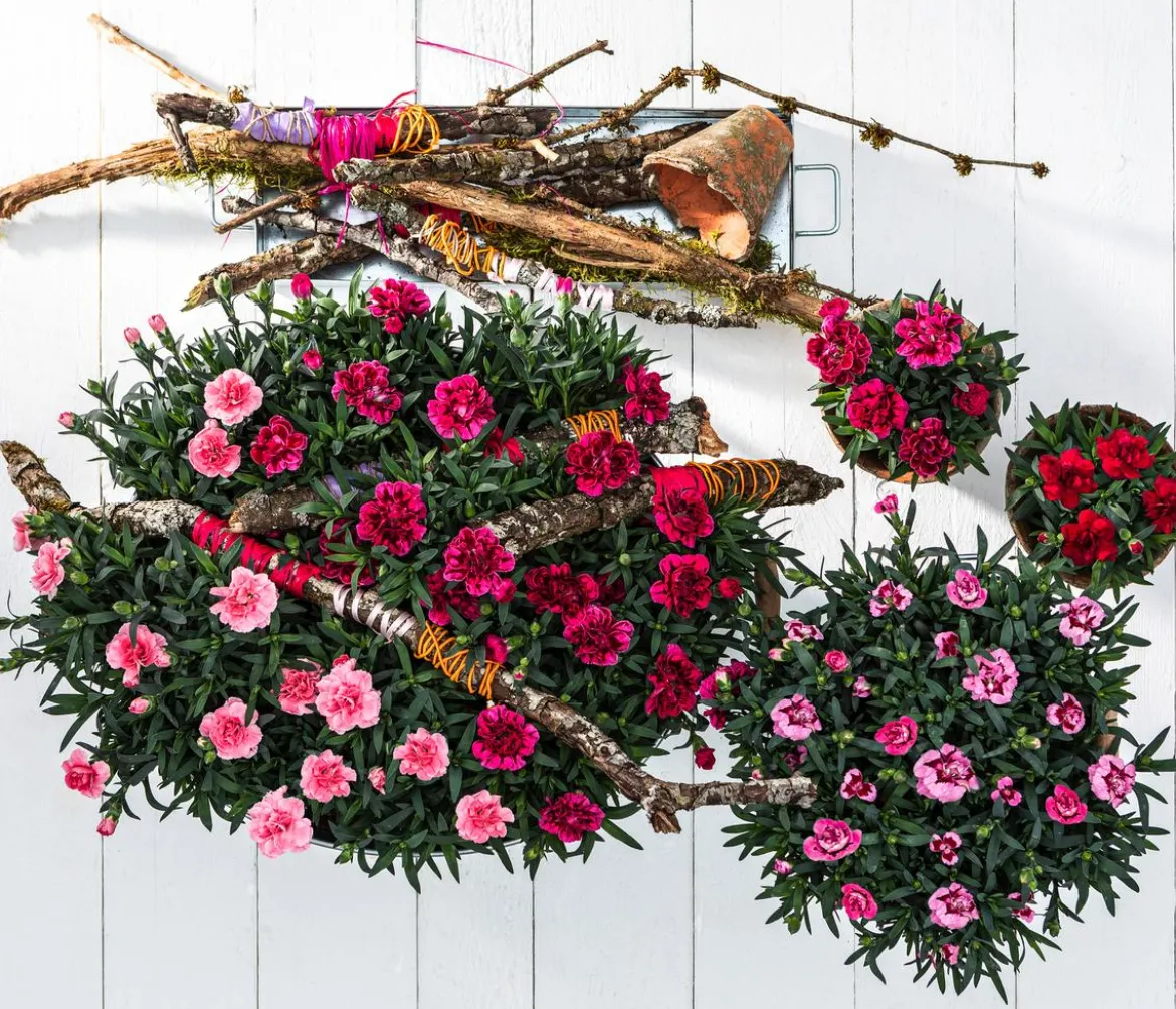 Garten-Nelke, verschiedene Farben