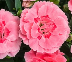 Garten-Nelke, verschiedene Farben
