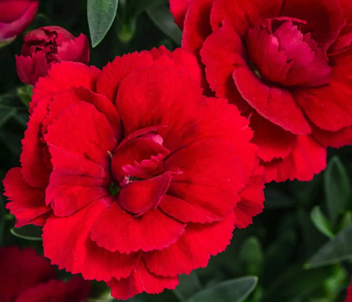 Garten-Nelke, verschiedene Farben