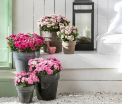 Garten-Nelke, verschiedene Farben