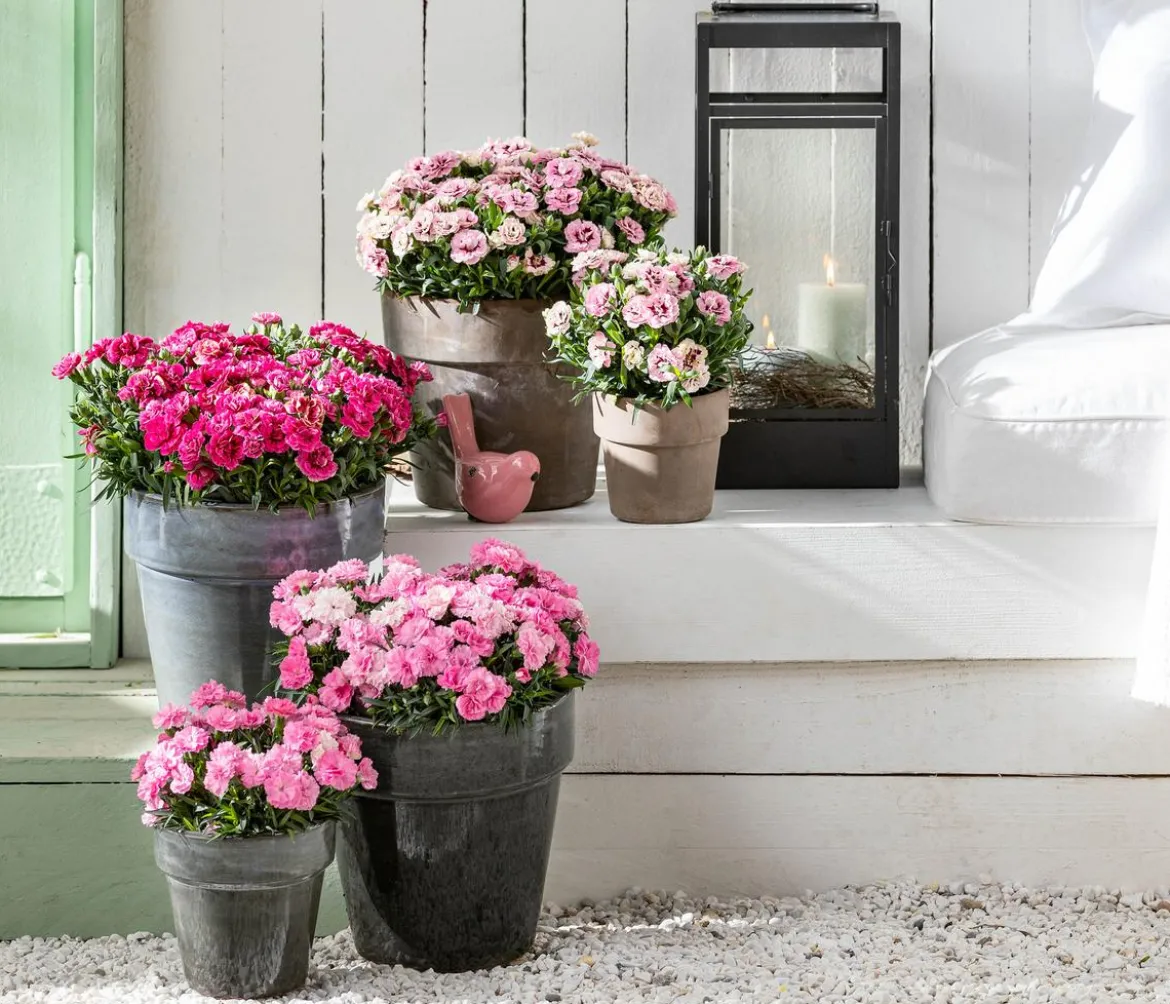 Garten-Nelke, verschiedene Farben