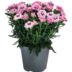 Garten-Nelke, verschiedene Farben