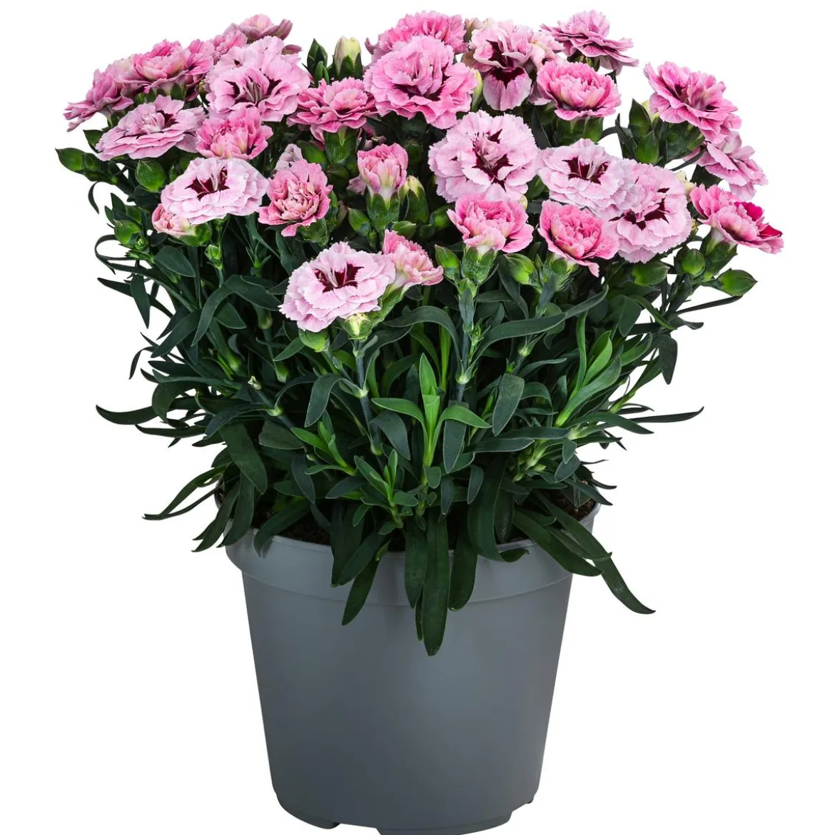 Garten-Nelke, verschiedene Farben