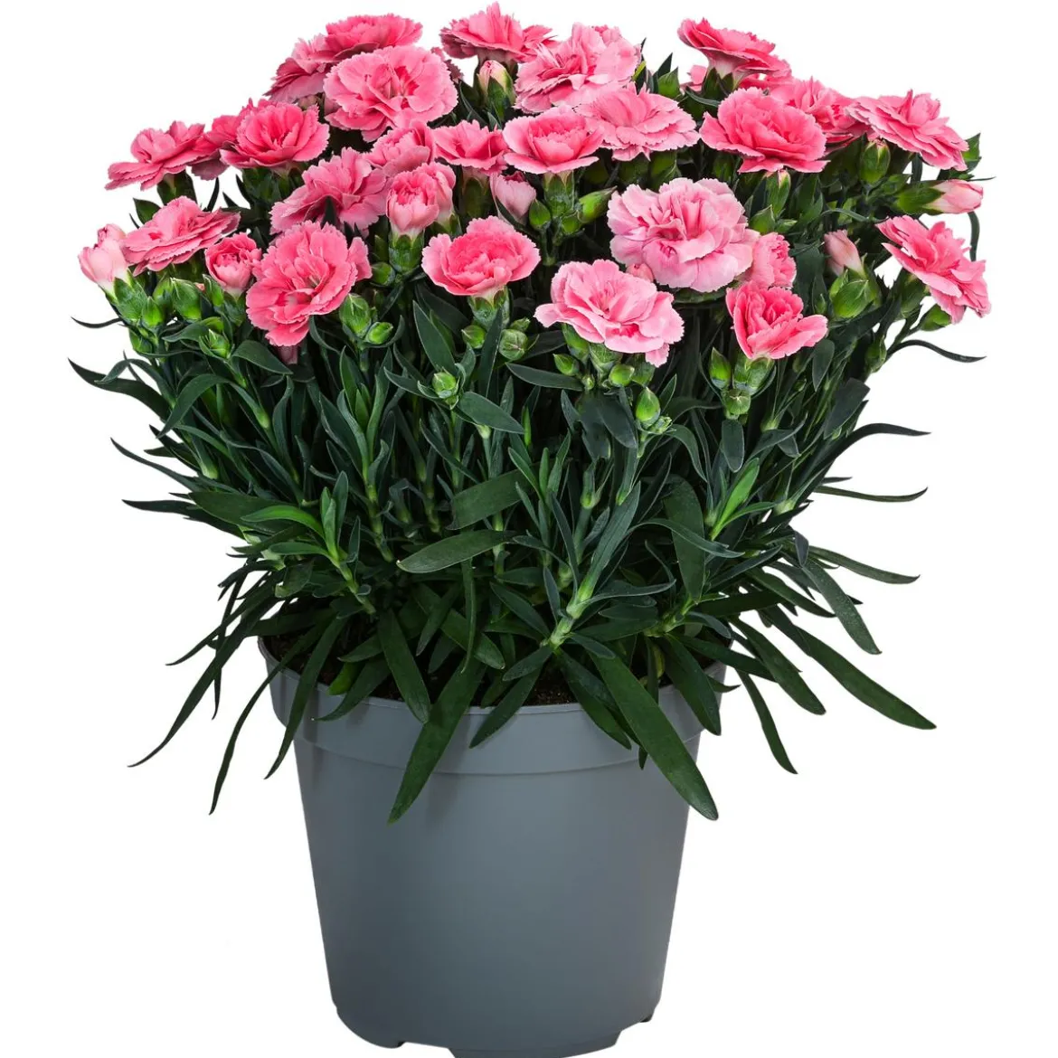 Garten-Nelke, verschiedene Farben