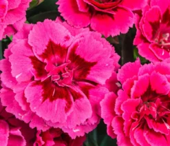 Garten-Nelke, verschiedene Farben
