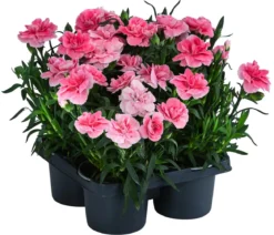 Garten-Nelke, verschiedene Farben, 4er-Set