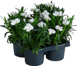 Garten-Nelke, verschiedene Farben, 4er-Set