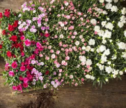 Garten-Nelke, verschiedene Farben, 4er-Set