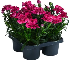 Garten-Nelke, verschiedene Farben, 4er-Set