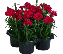 Garten-Nelke, verschiedene Farben, 4er-Set