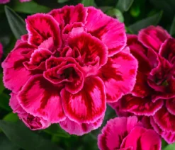Garten-Nelke, verschiedene Farben, 4er-Set