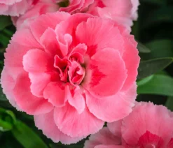 Garten-Nelke, verschiedene Farben, 4er-Set