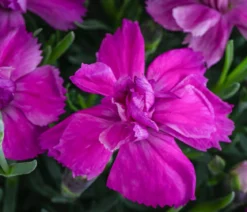 Garten-Nelke 'Violett Wonder'