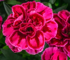 Garten-Nelke, zweifarbig, verschiedene Sorten