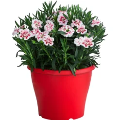 Garten-Nelke, zweifarbig, verschiedene Sorten