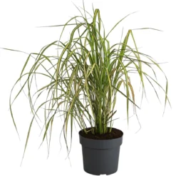 Garten-Reitgras 'Eldorado'