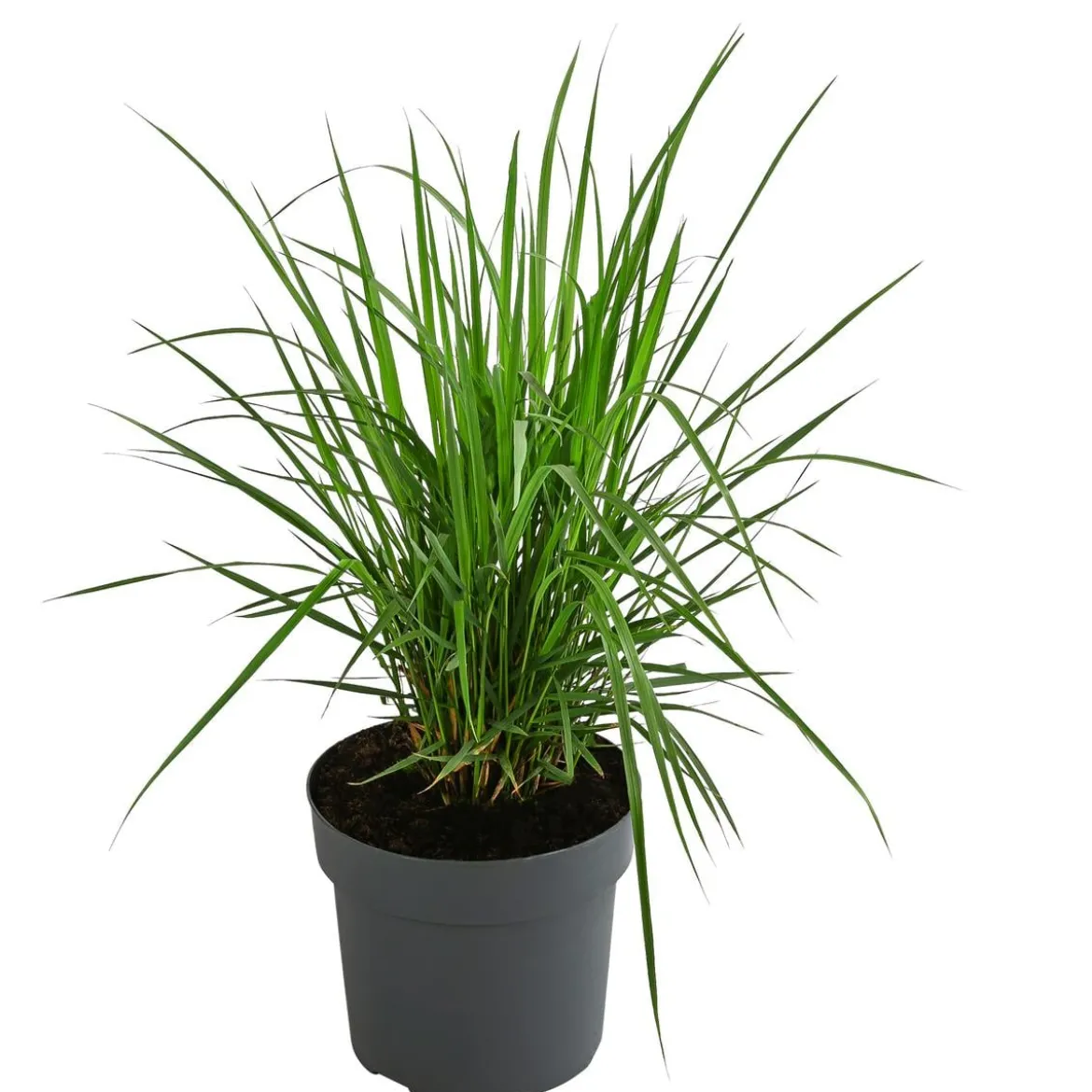 Garten-Reitgras 'Karl Foerster'
