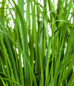 Garten-Reitgras 'Karl Foerster'