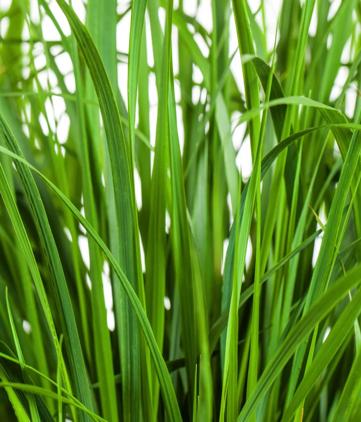 Garten-Reitgras 'Karl Foerster'