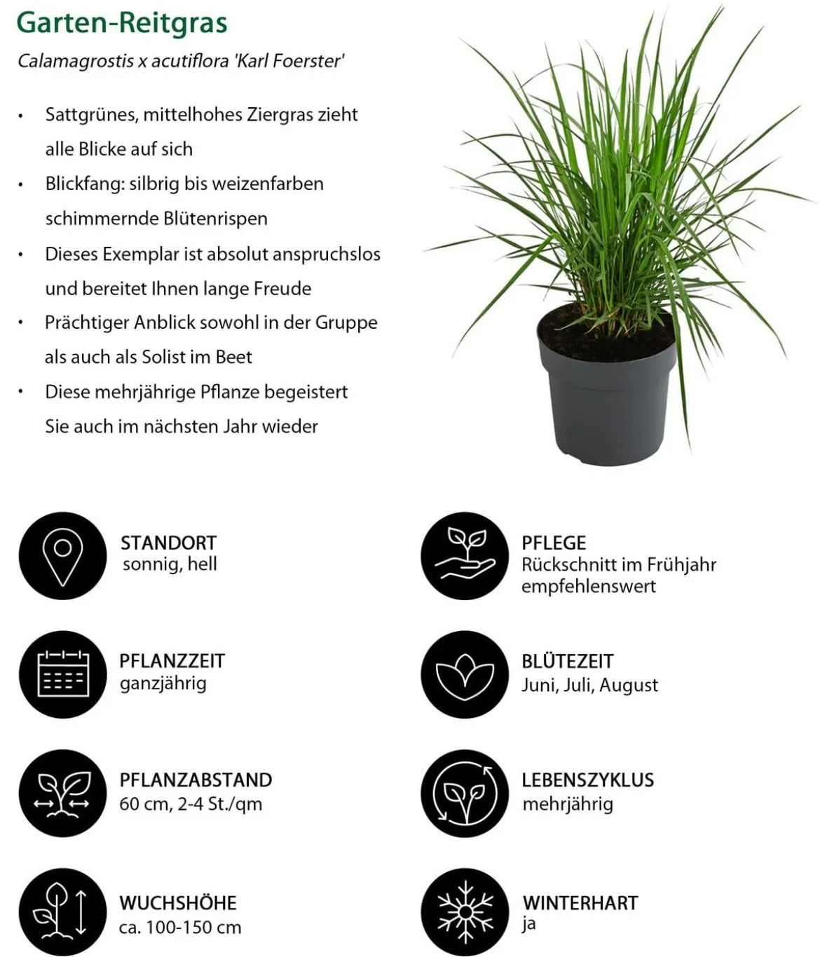 Garten-Reitgras 'Karl Foerster'