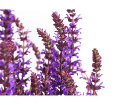 Gartensalbei
