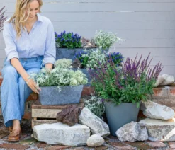 Garten-Salbei, lila/blau