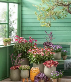 Garten-Scheinsonnenhut 'Cheyenne Spirit'