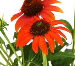 Garten-Scheinsonnenhut 'Cheyenne Spirit'