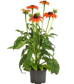 Garten-Scheinsonnenhut 'Cheyenne Spirit'