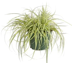 Garten-Segge 'Evergold'