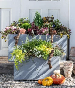 Garten-Segge 'Evergold'
