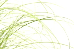 Garten-Segge 'Frosted Curls'