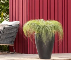 Garten-Segge 'Frosted Curls'