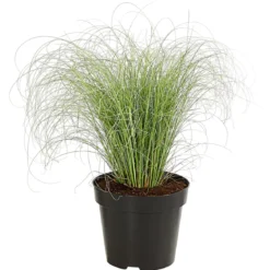 Garten-Segge 'Frosted Curls'