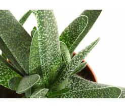 Gasterie - Gasteria verrucosa