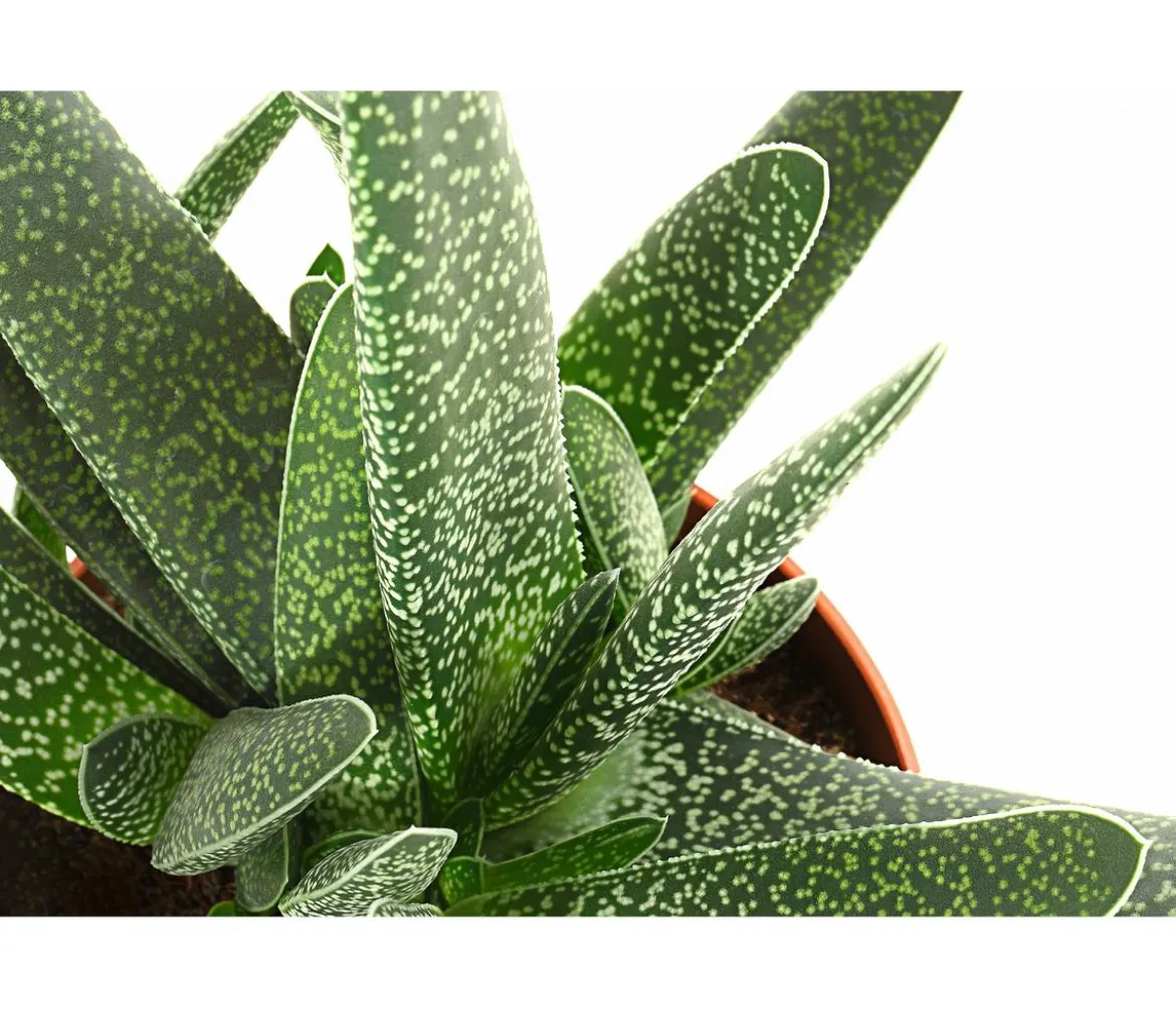 Gasterie - Gasteria verrucosa
