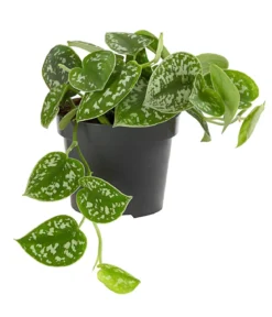 Gefleckte Efeutute - Scindapsus pictus