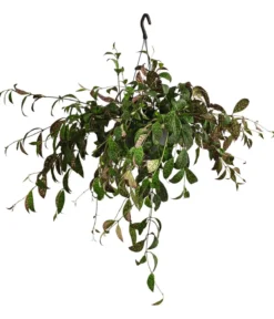 Gefleckte Schamblume - Aeschynanthus marmoratus, Ampel