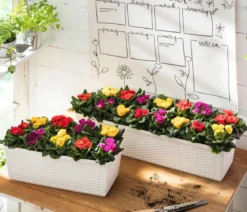 Gefüllte Primel, verschiedene Farben