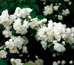 Gefüllter Gartenjasmin 'Schneesturm'