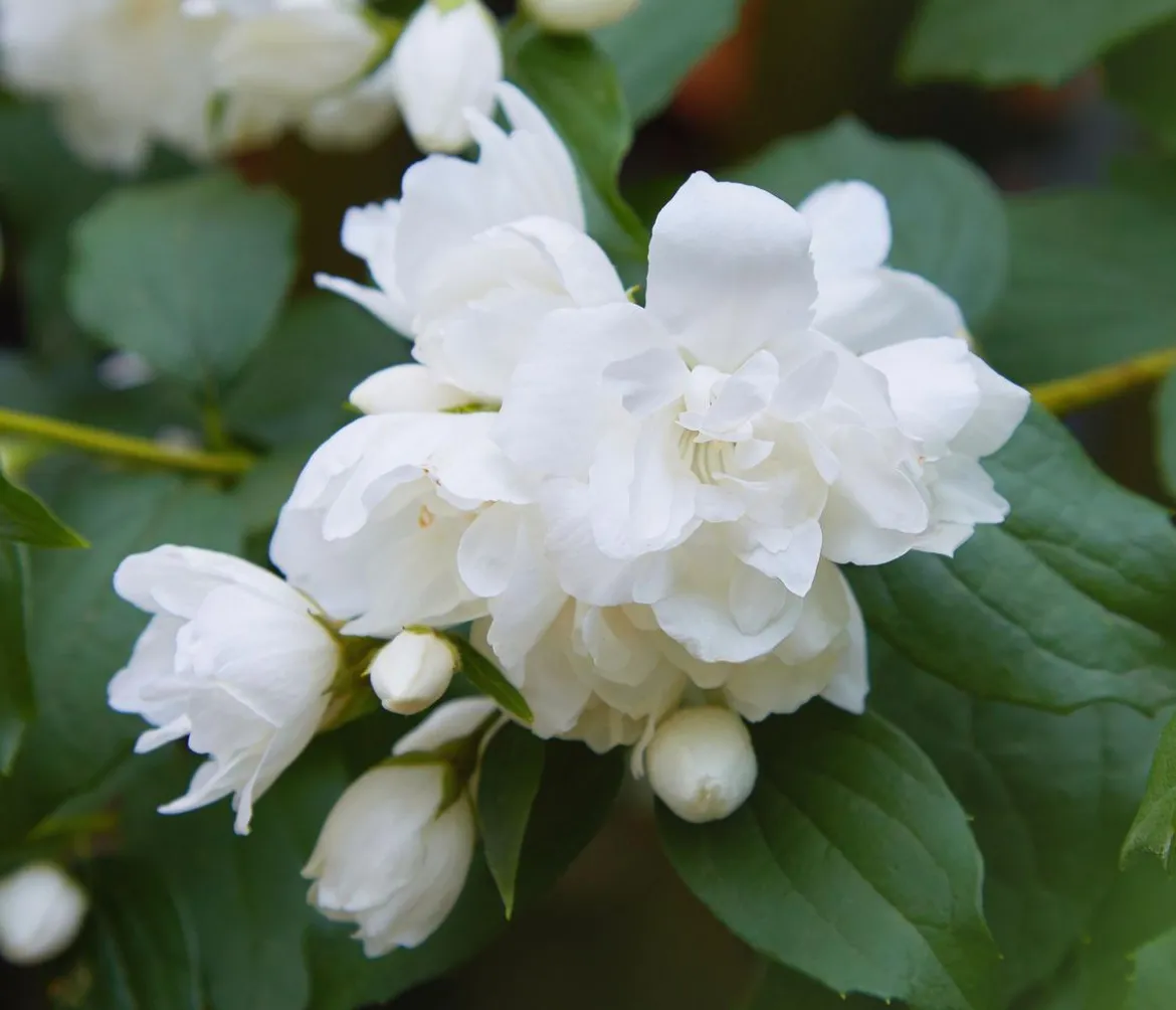 Gefüllter Gartenjasmin 'Snowbelle'