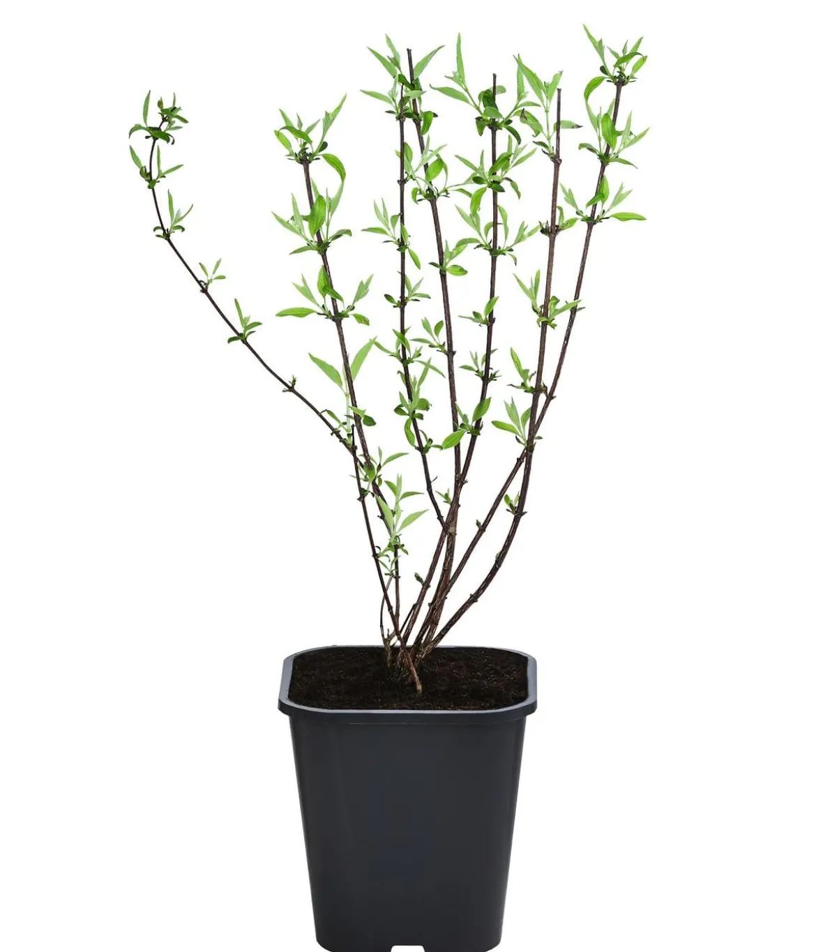 Gefüllter Gartenjasmin 'Snowbelle'